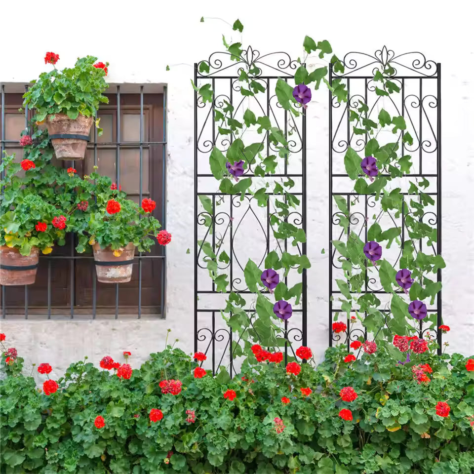 Two black metal garden trellises with climbing purple morning glories against a white wall.