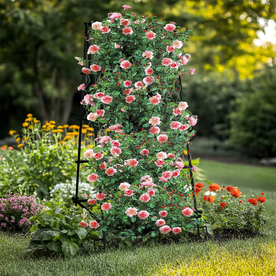 A-frame metal garden trellis covered in blooming pink climbing roses in a sunny garden.