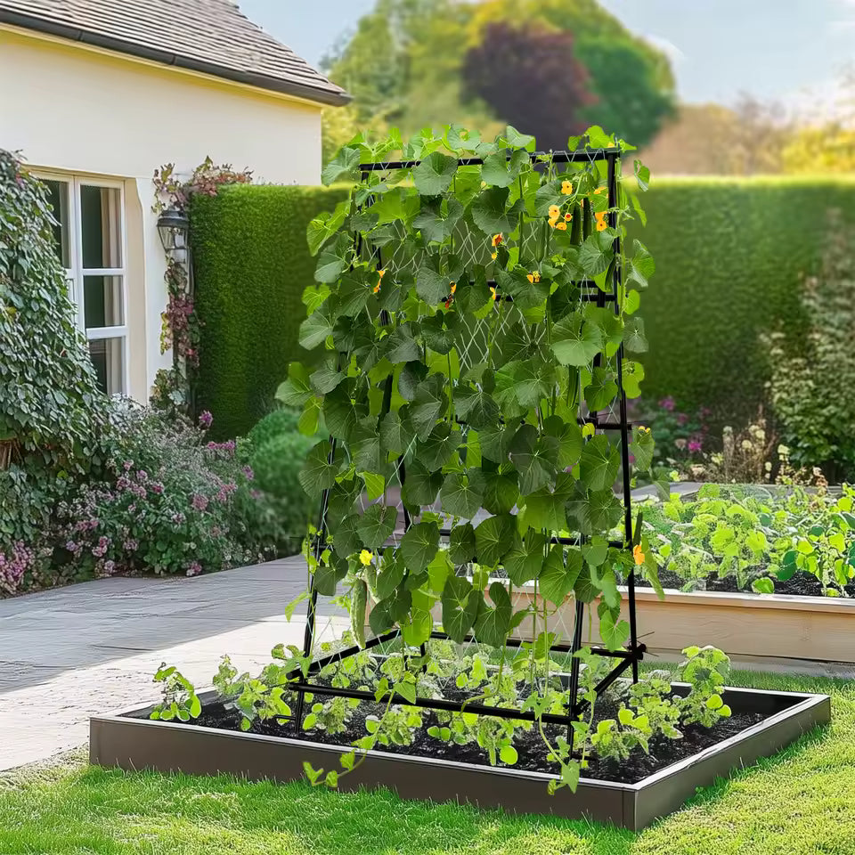 A-frame garden trellis covered in climbing cucumber vines inside a raised garden bed.